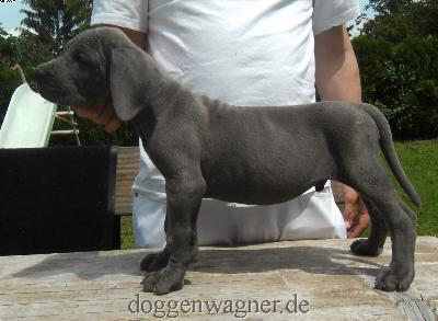 MONSIEUR BONAPARTE Vom Hause Wagner