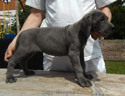 MADAME ROYALE Vom Hause Wagner