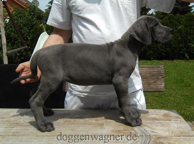 MADAME BUTTERFLY Vom Hause Wagner