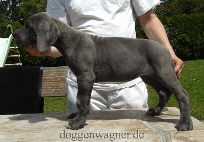 MADAME BOVARY Vom Hause Wagner