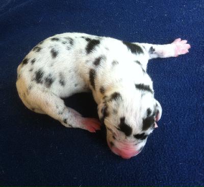 Horacio Von Schlesien