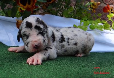 Horacio Von Schlesien