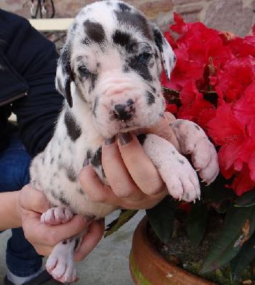 Horacio Von Schlesien