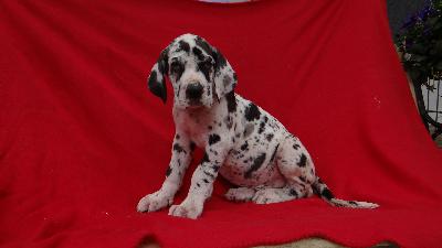 Horacio Von Schlesien