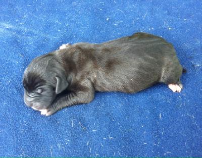 Schwarz 1 Von Schlesien