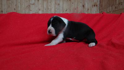 Hollister Von Schlesien