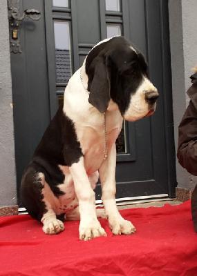 Hollister Von Schlesien