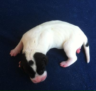 Holger Von Schlesien