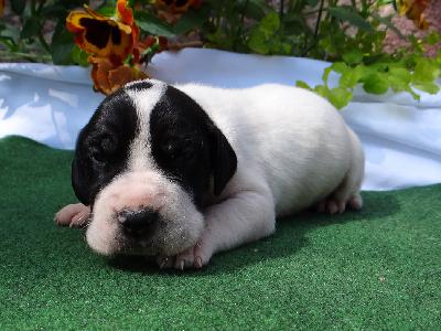 Holger Von Schlesien