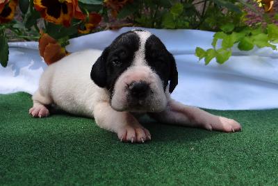 Holger Von Schlesien