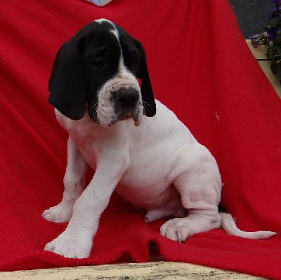 Holger Von Schlesien