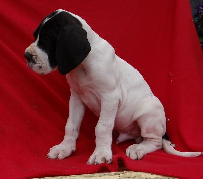 Holger Von Schlesien