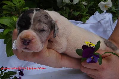 Hubertus Von Schlesien