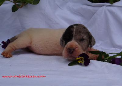 Hubertus Von Schlesien