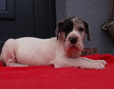 Hubertus Von Schlesien