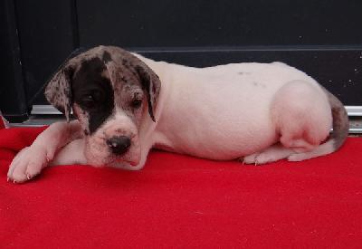 Hubertus Von Schlesien