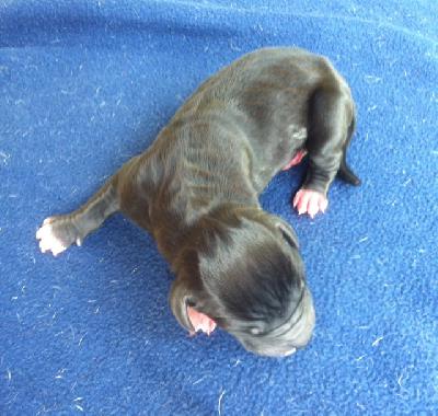 Schwarz2 Von Schlesien