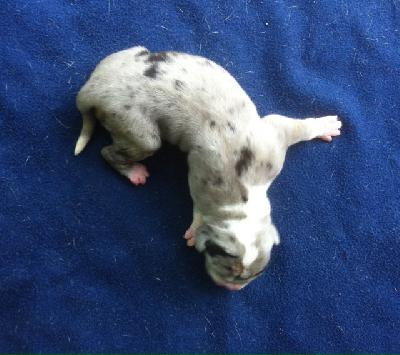 Helena Von Schlesien