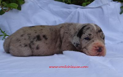 Helena Von Schlesien