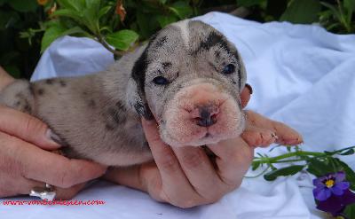 Helena Von Schlesien