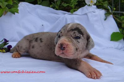 Helena Von Schlesien