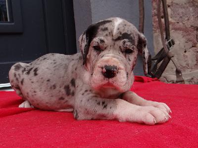 Helena Von Schlesien