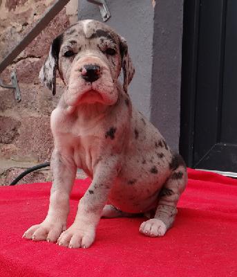 Helena Von Schlesien