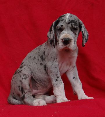 Helena Von Schlesien