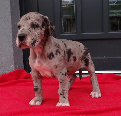 Hispania Von Schlesien