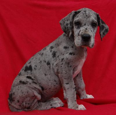 Hispania Von Schlesien