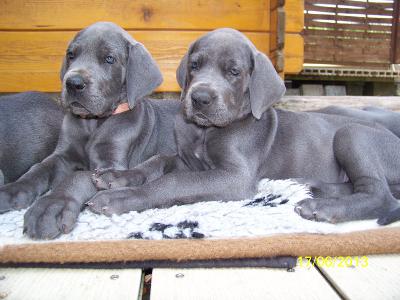 Kassiopeia Vom Edersee