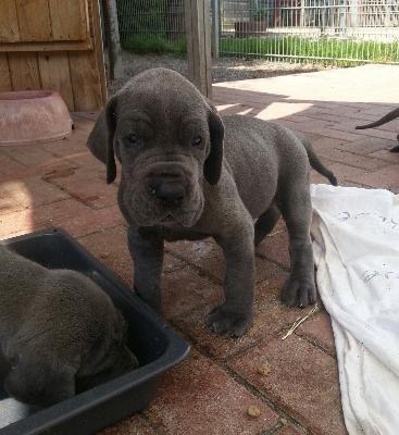 T-Armstrong Von Blue Ground