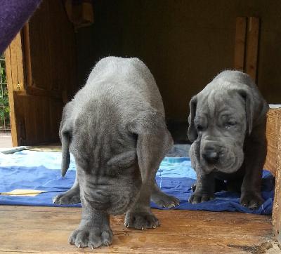 Tiras Von Blue Ground