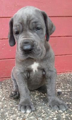 Toretto Von Blue Ground