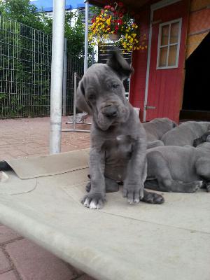 Takara Von Blue Ground