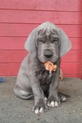 Talisman Von Blue Ground