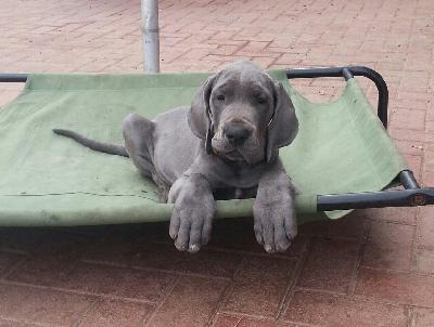 Tana Von Blue Ground