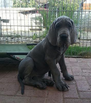 Tessa Von Blue Ground