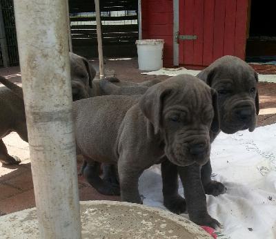 Tyra Von Blue Ground