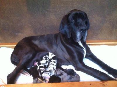 Insider Von Schlesien