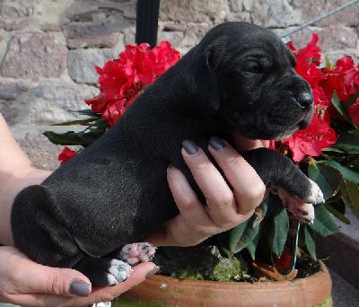 Insider Von Schlesien