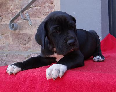 Insider Von Schlesien