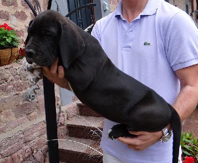 Insider Von Schlesien