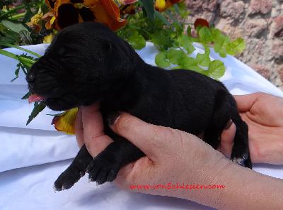 I�m a Boy Von Schlesien