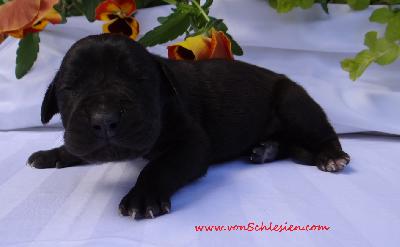 I�m a Boy Von Schlesien