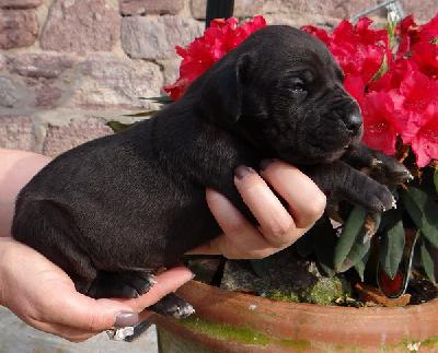 I�m a Boy Von Schlesien