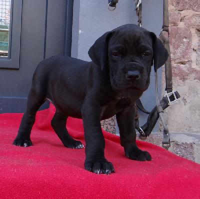 I�m a Boy Von Schlesien