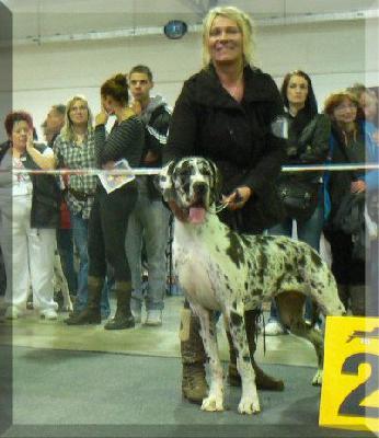 Ying of Austria Great Stars