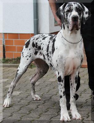 Ying of Austria Great Stars