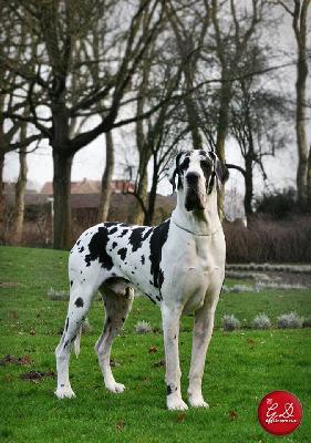 Fangor del Castello delle Roche